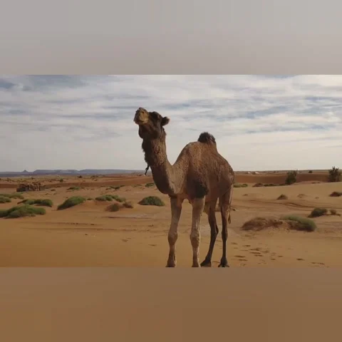 Sociable camel Stock Footage 155411350