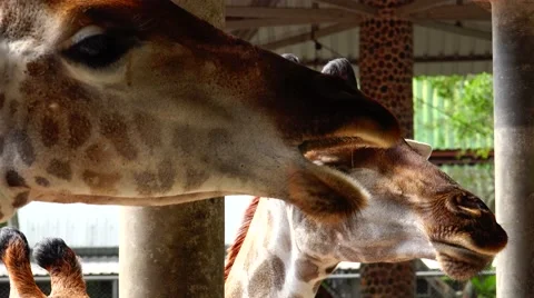 Sociable giraffe Stock Footage 48558406