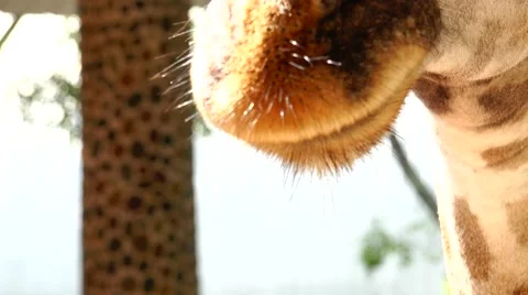 Sociable giraffe. Stock Footage 48560115