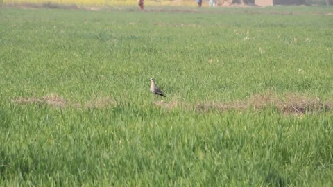 Sociable lapwing Stock Footage 95835358