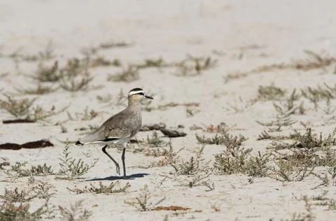 Sociable Lapwing, Vanellus gregarius Stock Photos