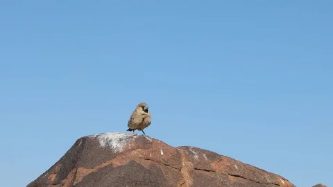 Sociable Weaver birds sitting in front of quivertree in southern Namibia Stock Footage 102731361
