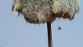 Sociable Weaver Nest CU GFHD HD Footage