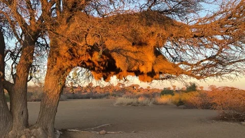 Sociable weaver nest at sunset Stock Footage 250796006