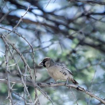 Sociable Weaver Stock Photos