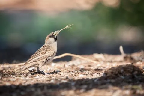 Sociable weaver picking up grass Stock Photos