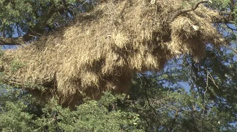 Sociable weavers nests. Stock Footage 16455942