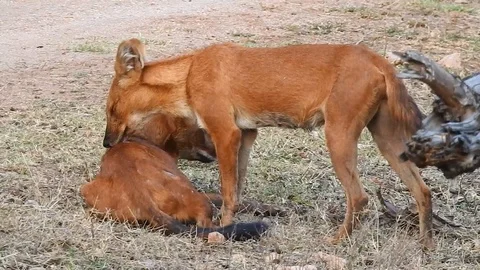 Social behavior of wild dogs Video stock 112007586