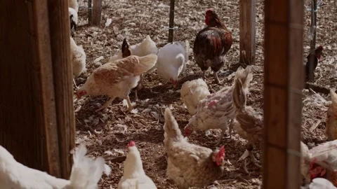 Social Chicken Coop Video stock 254579999