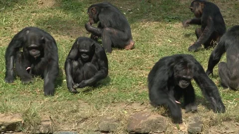 "Social Chimps: Group Play in the Forest" Stock Footage 295249818