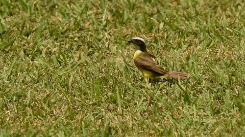 Social Flycatcher on ground Stock-Footage 86219521