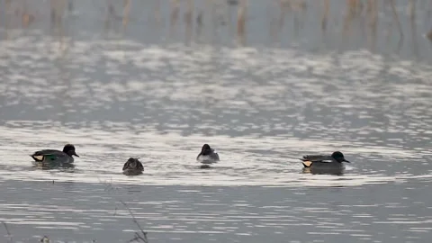 Social green winged teals display dancing behavior on peaceful lake Stock Footage 327454512