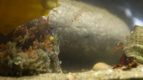Social group of hermit crabs Stock Footage 97922799