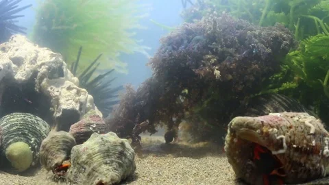 Social group of hermit crabs Stock Footage 97926490