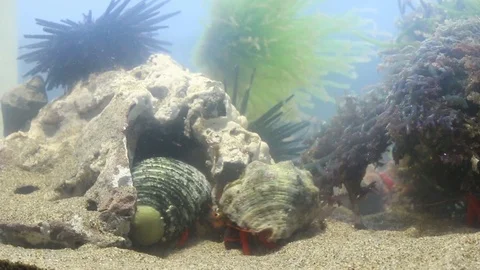 Social group of hermit crabs Stock Footage 97926682