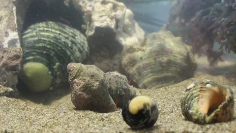 Social group of hermit crabs Stock Footage 97926726