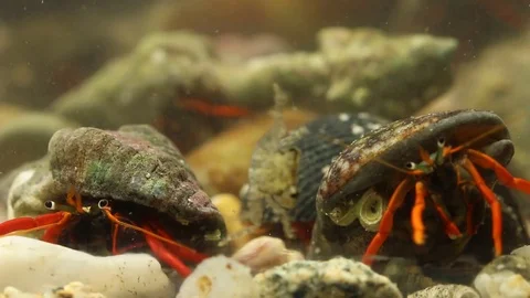 Social group of hermit crabs Stock Footage 97927567