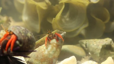 Social group of hermit crabs Stock Footage 97927724