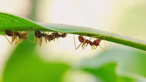 Social Insects Teamwork Concept Weaver Ants Macro 4K Video Stock Footage 345918401