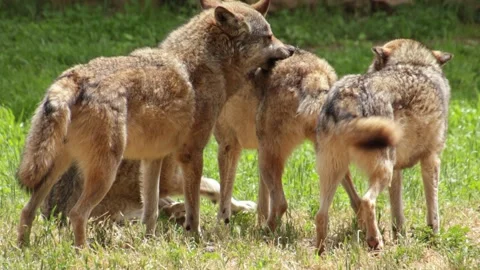 Social interaction within a wolf pack Stock Footage 335270993