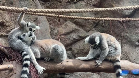 Social Lemurs Engaging in Playful Interactions Within Their Natural Habitat Stock Footage 317075778