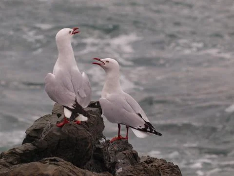 Socializing gulls Stock Photos