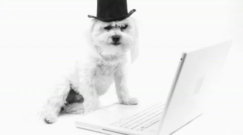 Society Dog Computer Double Take? Stock Footage 566600