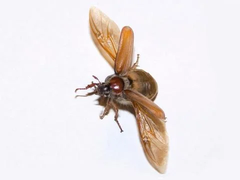 Сockchafer. springtime.  insect.  bug.  flight. Stock Photos