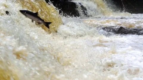 Sockeye Salmon Stock Footage 78169117