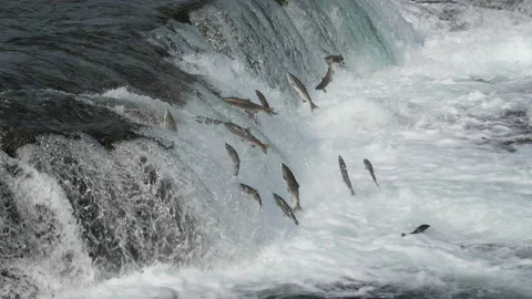 Sockeye Salmon jumping Brooks Falls in Katmai National Park, Alaska- Slow Motion Stock Footage 200340727
