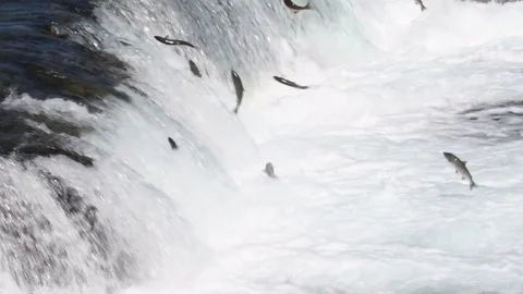 Sockeye salmon jumping 70401981