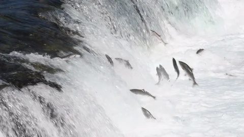 Sockeye salmon jumping Vidéo 70402087