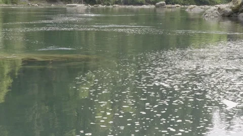 Sockeye salmon migrating in river with tail slaps and jumps Vídeos de archivo 312815218