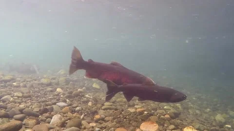Sockeye Salmon Migrating Upstream in Alaska Stock Footage