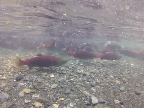 Sockeye Salmon in Spawning Colors Stock Footage