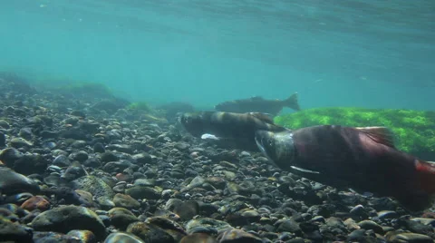 SOCKEYE SALMON SWIMS UPSTREAM TO SPAWN Stock Footage 53340207