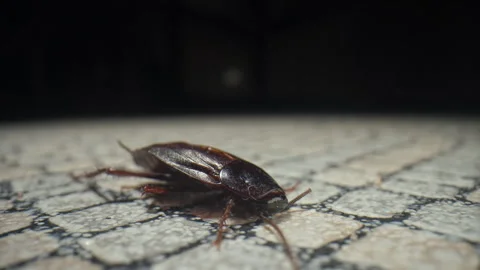 Сockroach on the floor is killed with a slipper at the kitchen. Macro, close up Stock Footage 277374219