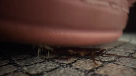 Сockroach on the floor is killed with a slipper at the kitchen. Macro, close up Stock Footage 277375038