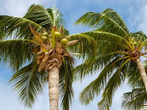 Сoconut palms 库存照片