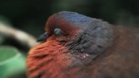 Socorro dove Stock Footage 314054305