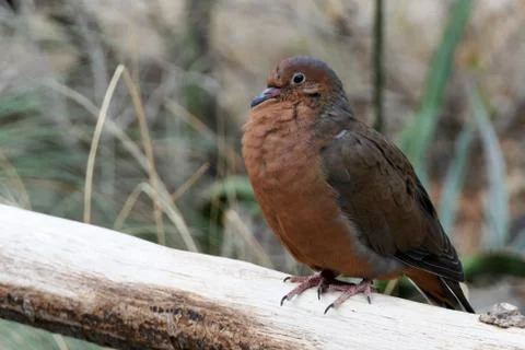 Socorro dove Stockfoto's