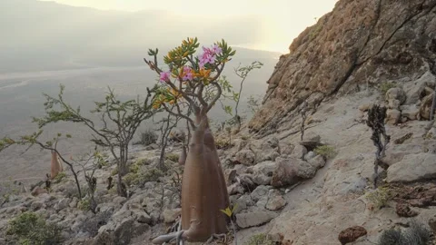 Socotra Desert Rose with a thick swollen trunk and vibrant pink blossoms Stock Footage 328261753