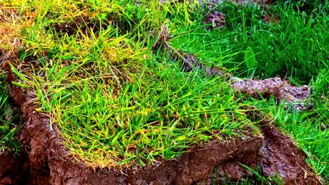 Sod and Soil Layers Stacked on Lawn for Landscaping with golden sunlight Stock Footage 314355363