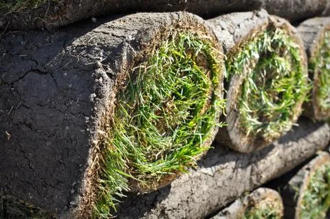 Sod background Stock Photos