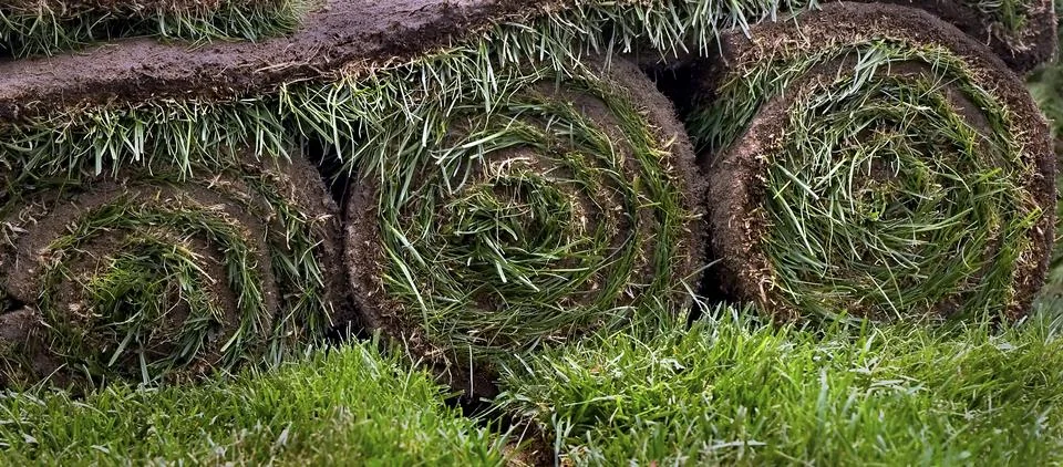 Sod Rolls Close-up Foto stock