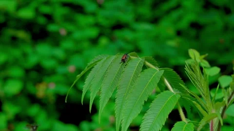 The soda beetle crawls along the leaf Stockbeeldmateriaal 314055735