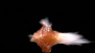 Soda Bottle Explosion, Slow Motion Stock Footage