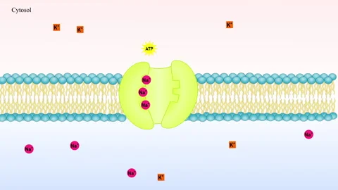 Sodium-potassium pump, active transport in cell membrane Stock Footage 219544132