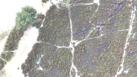 SoestDuin Dutch Forest Stock Footage 255840271