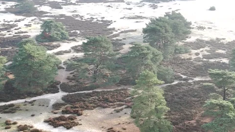 SoestDuin Dutch Forest Stock Footage 255840299